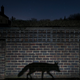Illustration for article titled These Are the Best Wildlife Photographs of 2015